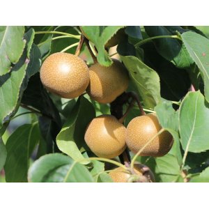 Ázijská hruška (Pyrus Pyrifolia) ´CHOJURO´, výška: 130-180 cm, voľnokorenná
